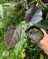 Piper Batman - Scindapsus Borneo