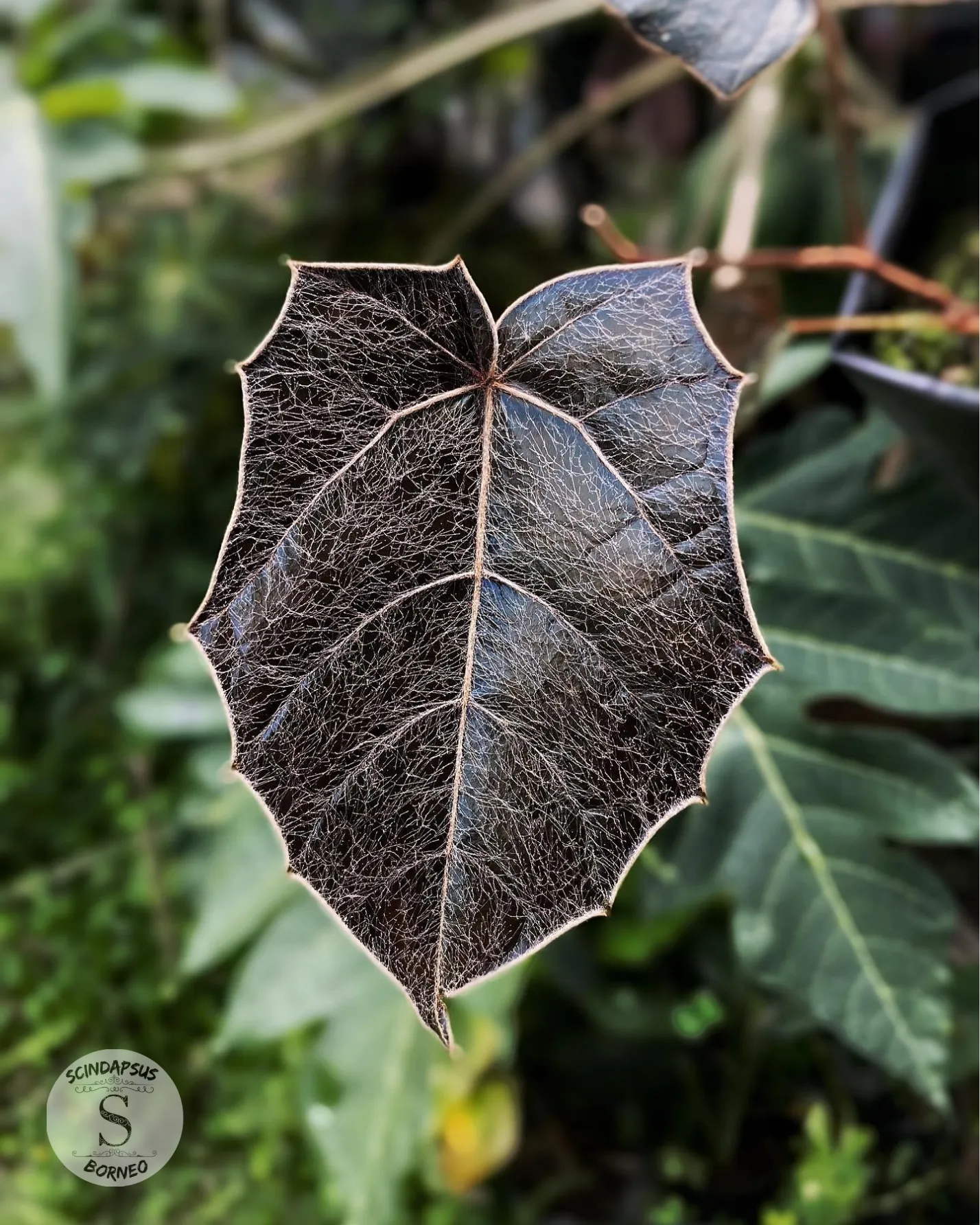 Piper Batman - Scindapsus Borneo
