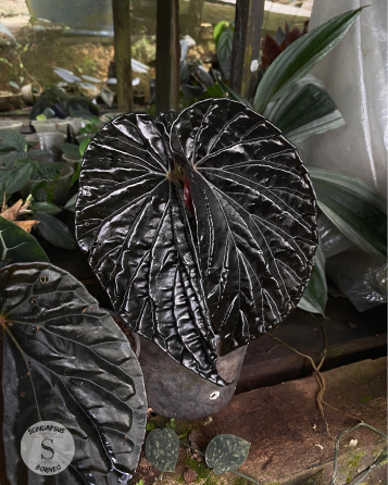 Begonia Black Blood