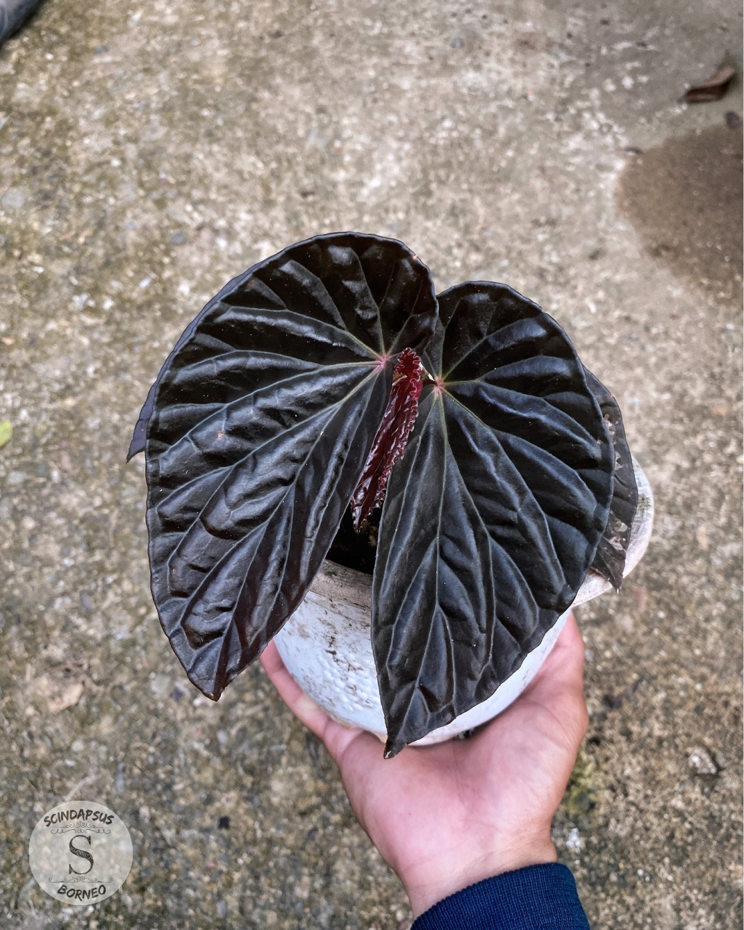 Begonia Black Blood