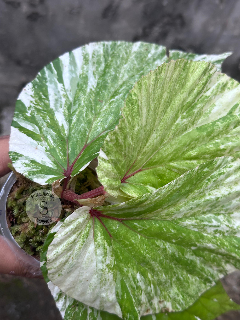 Begonia Varigata