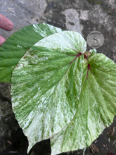 Begonia Varigata - Scindapsus Borneo