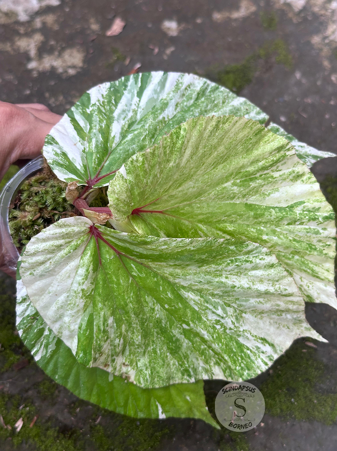 Begonia Varigata - Scindapsus Borneo