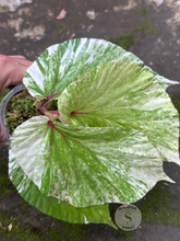 Begonia Varigata - Scindapsus Borneo
