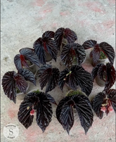Begonia Black Blood - Scindapsus Borneo