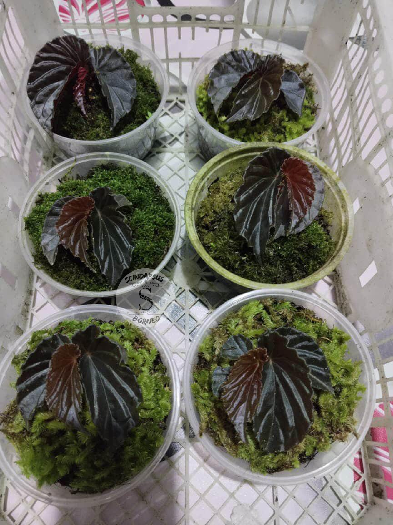 Begonia Black Blood – Scindapsus Borneo Begonia Black Blood – Scindapsus Borneo