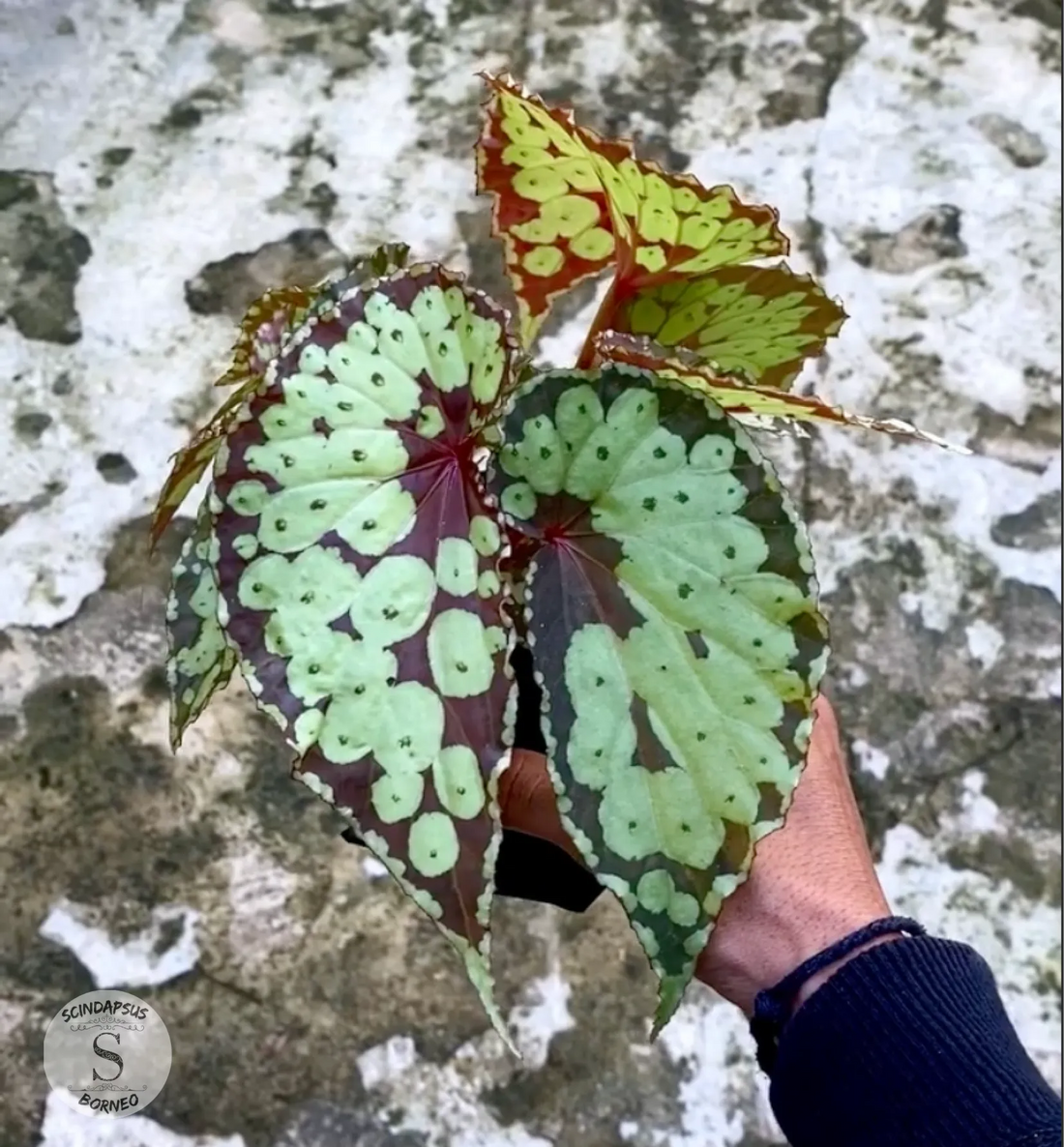 Begonia Borneo Butterfly - Scindapsus Borneo
