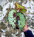 Begonia Borneo Butterfly - Scindapsus Borneo