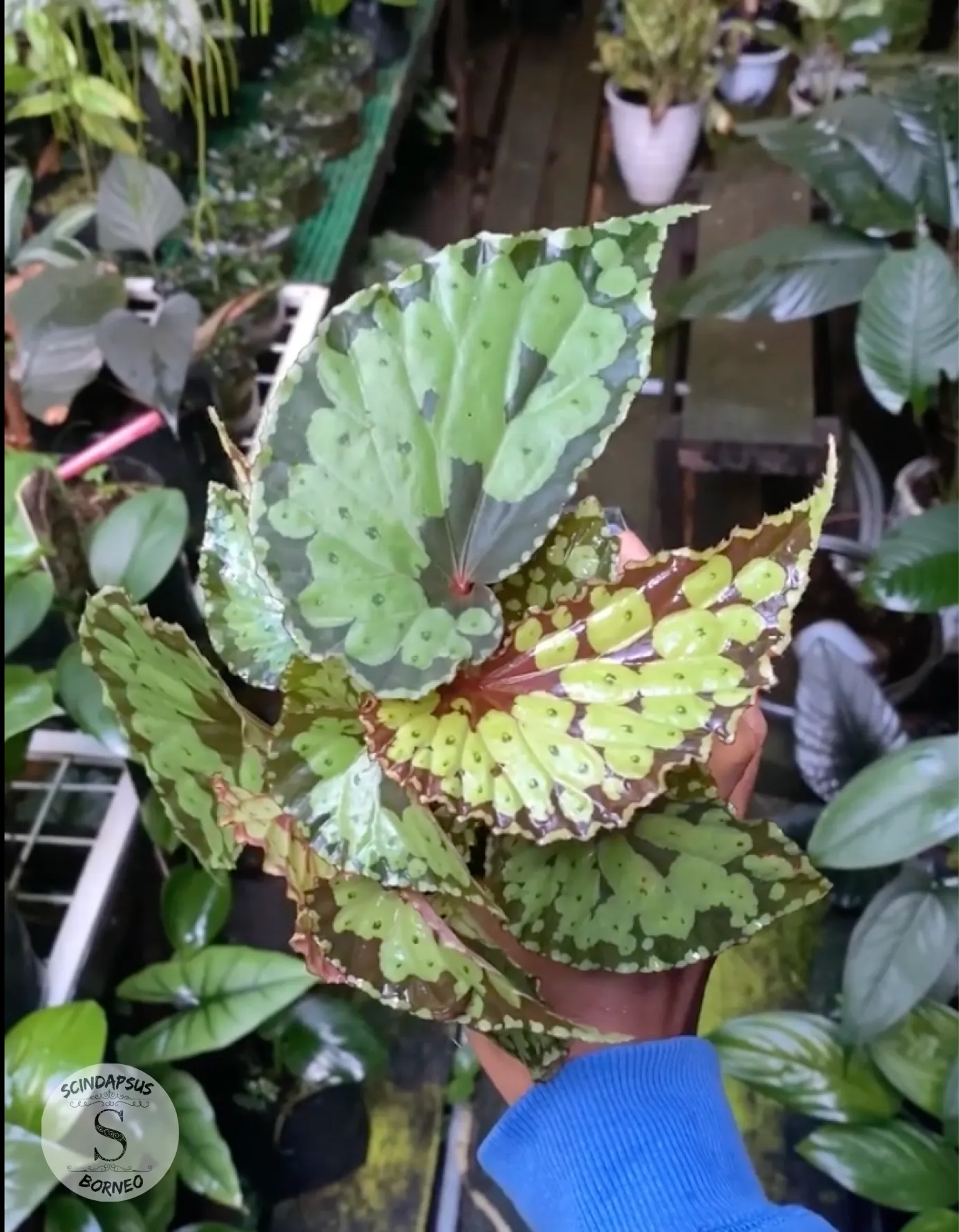 Begonia Borneo Butterfly - Scindapsus Borneo