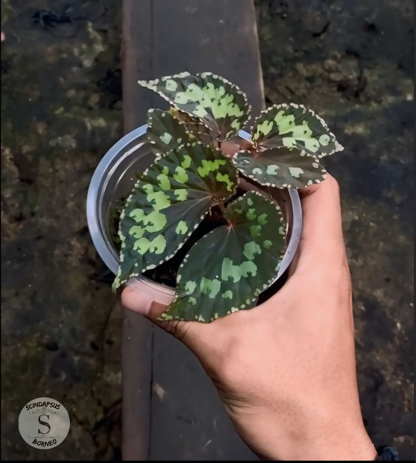Begonia Borneo Butterfly