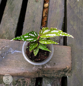 Begonia Sp - Scindapsus Borneo