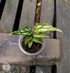 Begonia Sp - Scindapsus Borneo
