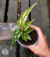 Begonia Sp - Scindapsus Borneo