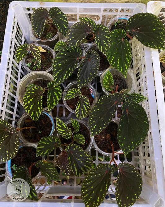 Begonia Sp Kapuashulu