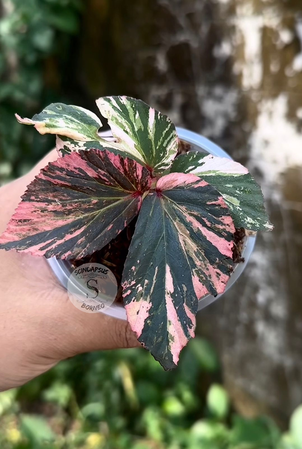 Begonia Varigata Pink Color Pattern