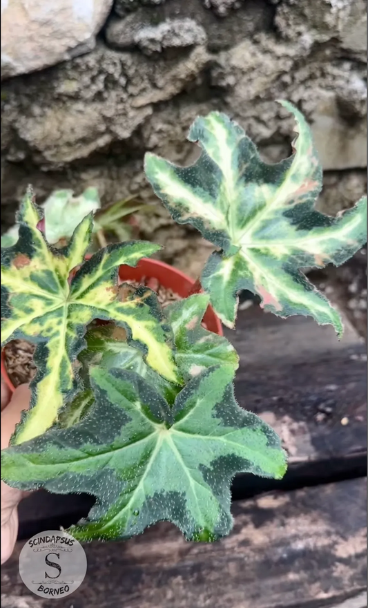Begonia Star Variegated