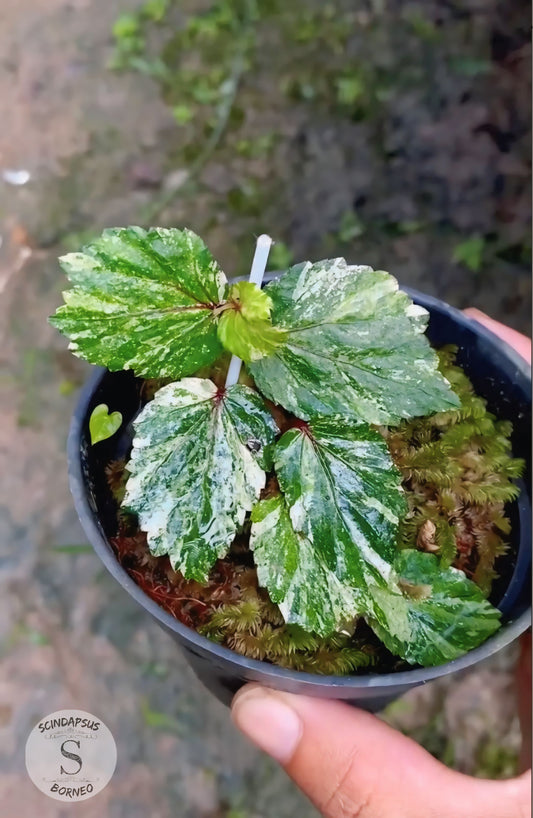 Begonia Varigata Tricollor