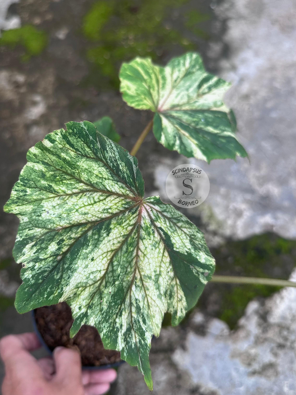 Begonia Baby Dragon - Scindapsus Borneo