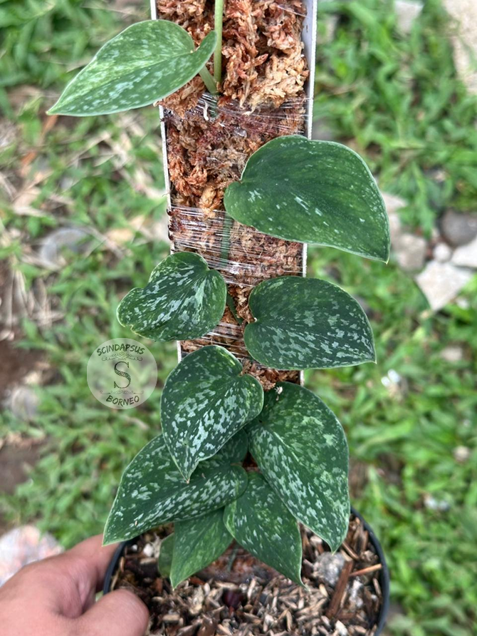 Scindapsus Black Permata - Best Selected