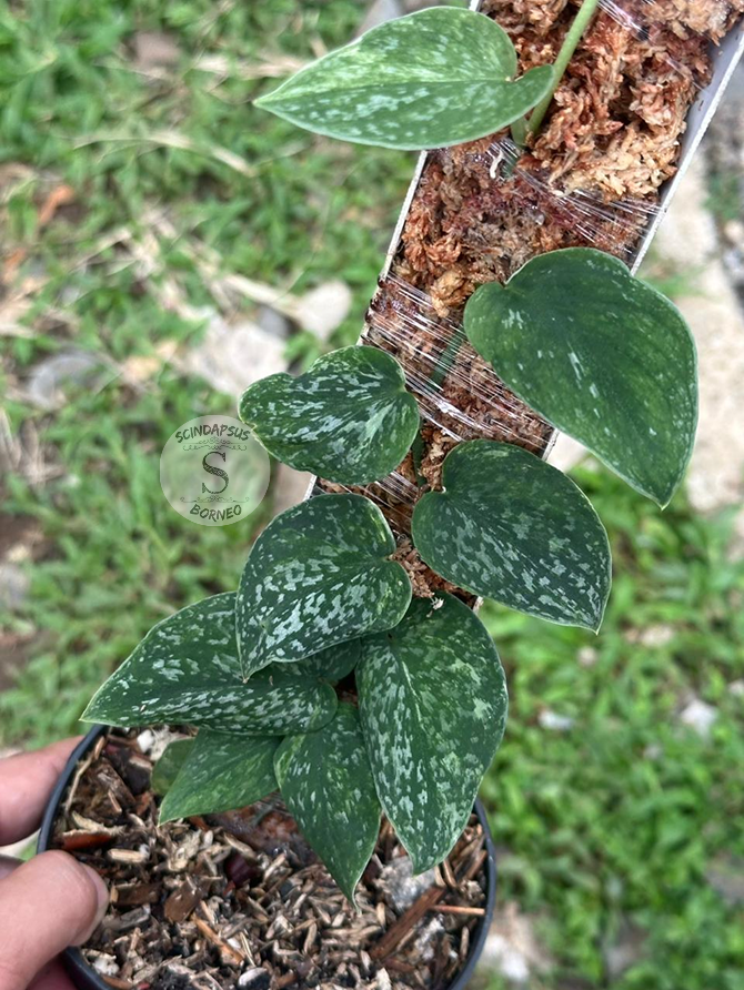 Scindapsus Black Permata - Best Selected