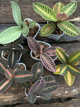 Labisia Ardisia All Color - Scindapsus Borneo