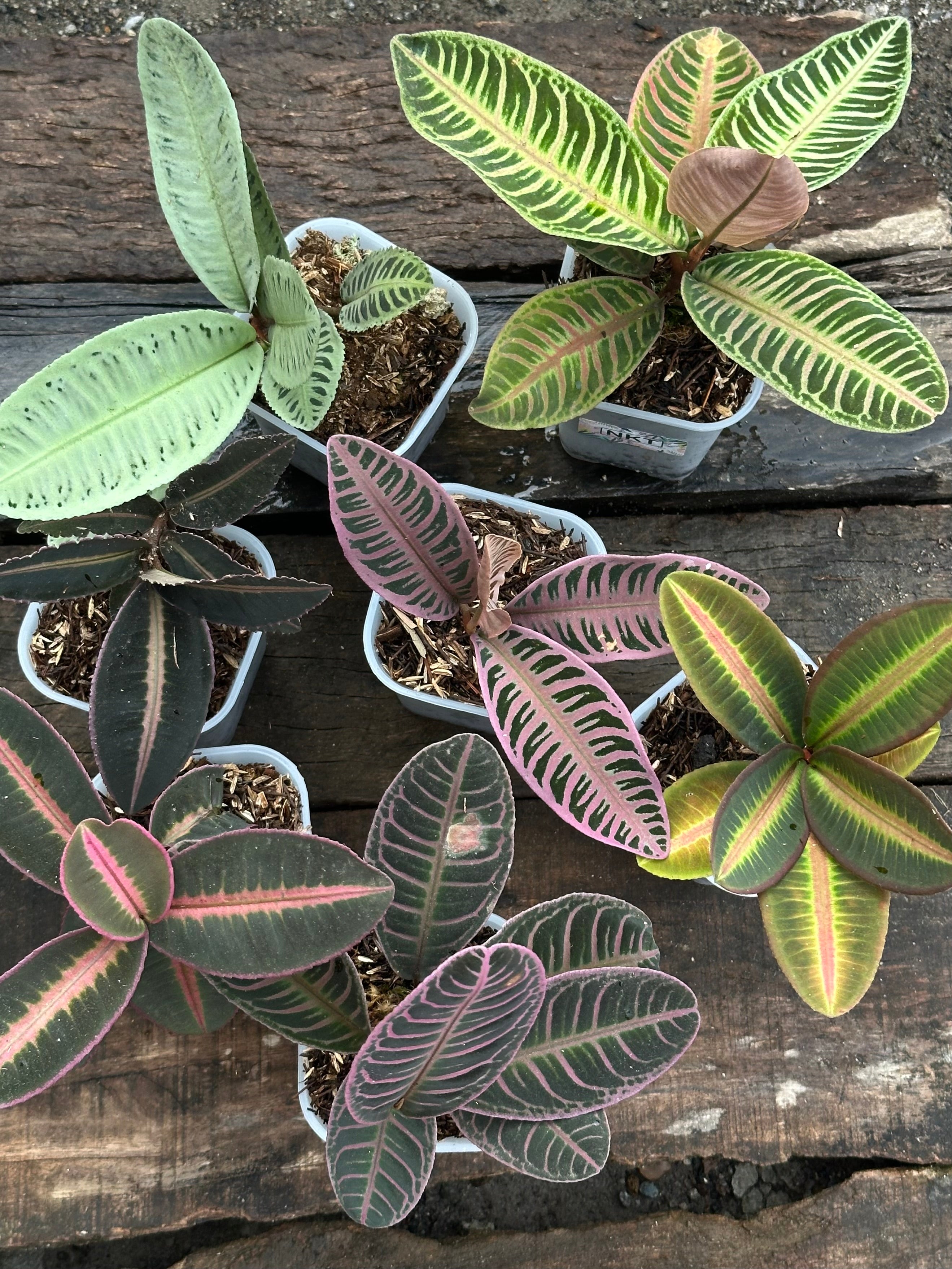 Labisia Ardisia All Color - Scindapsus Borneo