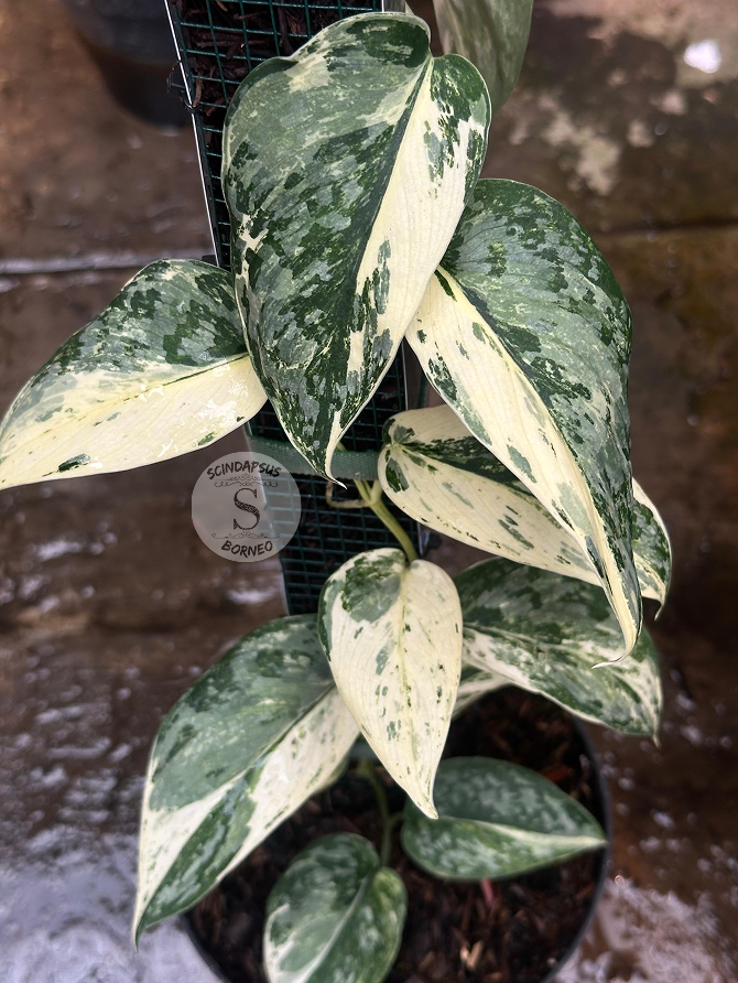 Scindapsus Excotica Marble Choice 1 - Best Selected