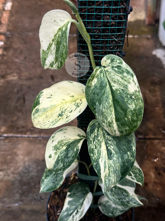 Scindapsus Excotica Marble Choice 2 - Best Selected