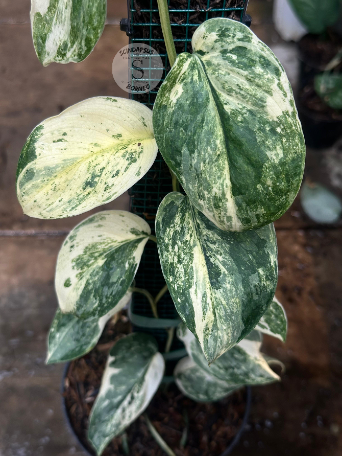 Scindapsus Excotica Marble Choice 2 - Best Selected