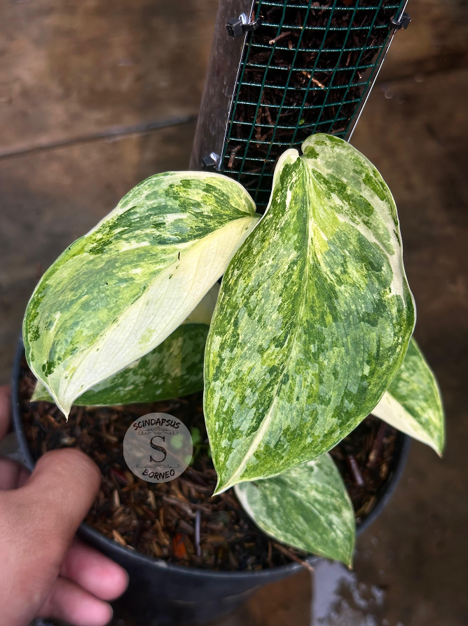 Scindapsus Excotica Tricolor Mutation - Best Selected