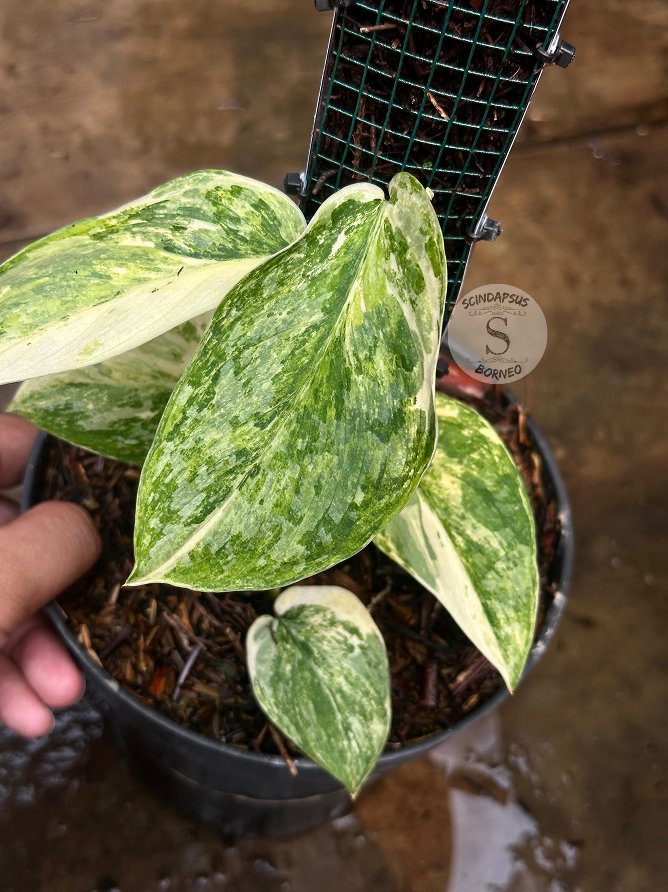 Scindapsus Excotica Tricolor Mutation - Best Selected