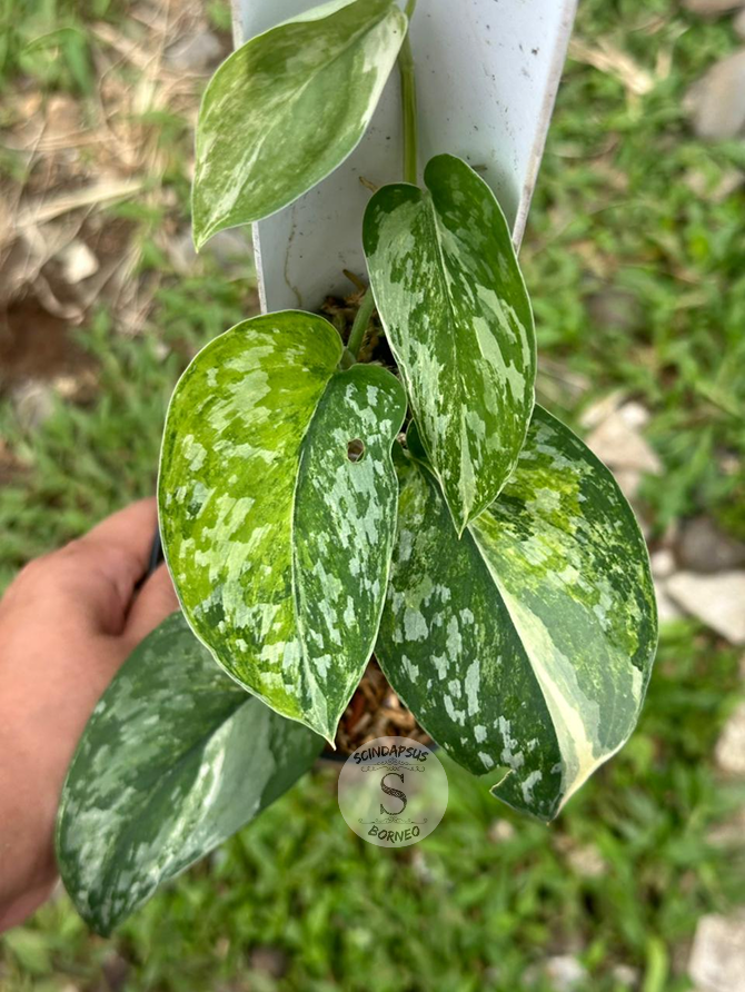 Scindapsus Exotica Halfmoon Gog - Best Selected