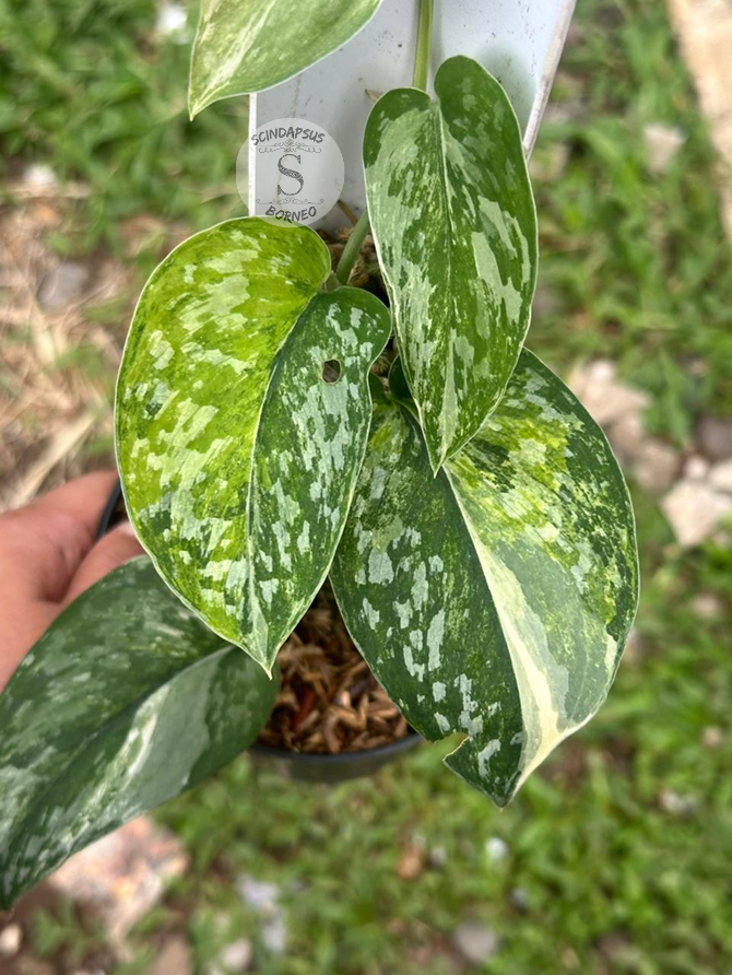 Scindapsus Exotica Halfmoon Gog - Best Selected