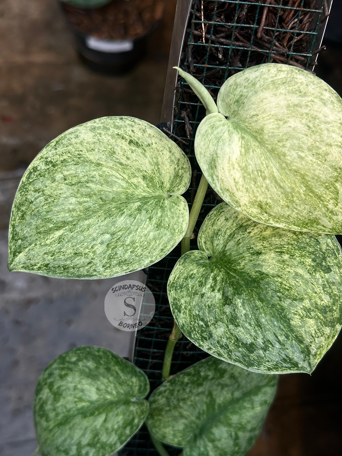 Scindapsus Exotica Marble Sp Banyumas - Best Selected