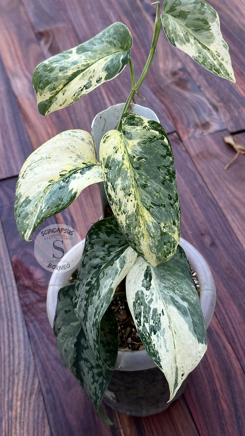 Scindapsus Exotica Creme Marble Var - Best Selected - Scindapsus Borneo