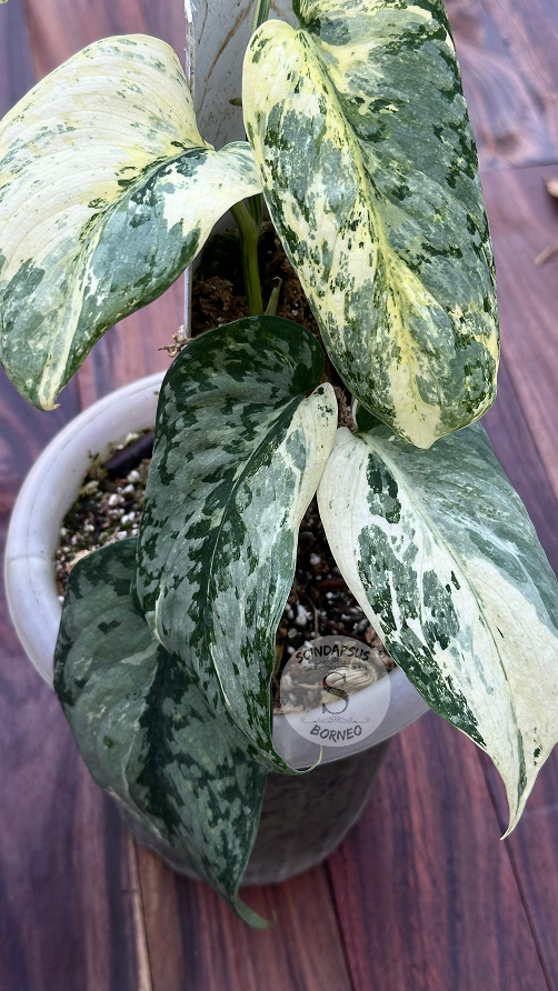 Scindapsus Exotica Creme Marble Var - Best Selected - Scindapsus Borneo