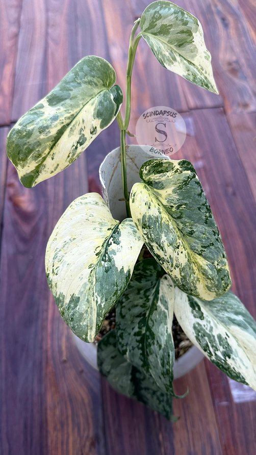 Scindapsus Exotica Creme Marble Var - Best Selected - Scindapsus Borneo