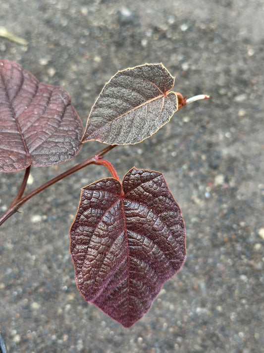 Piper Batman Dark Purple