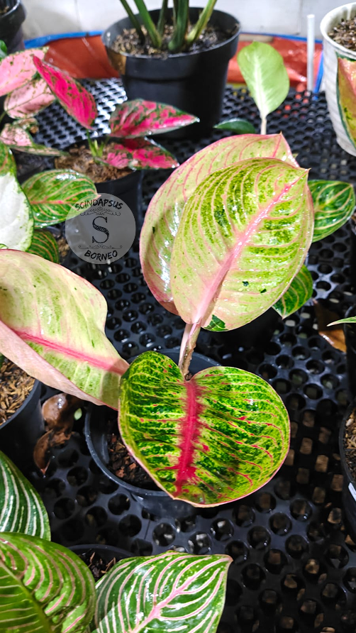 Aglaonema Goliath