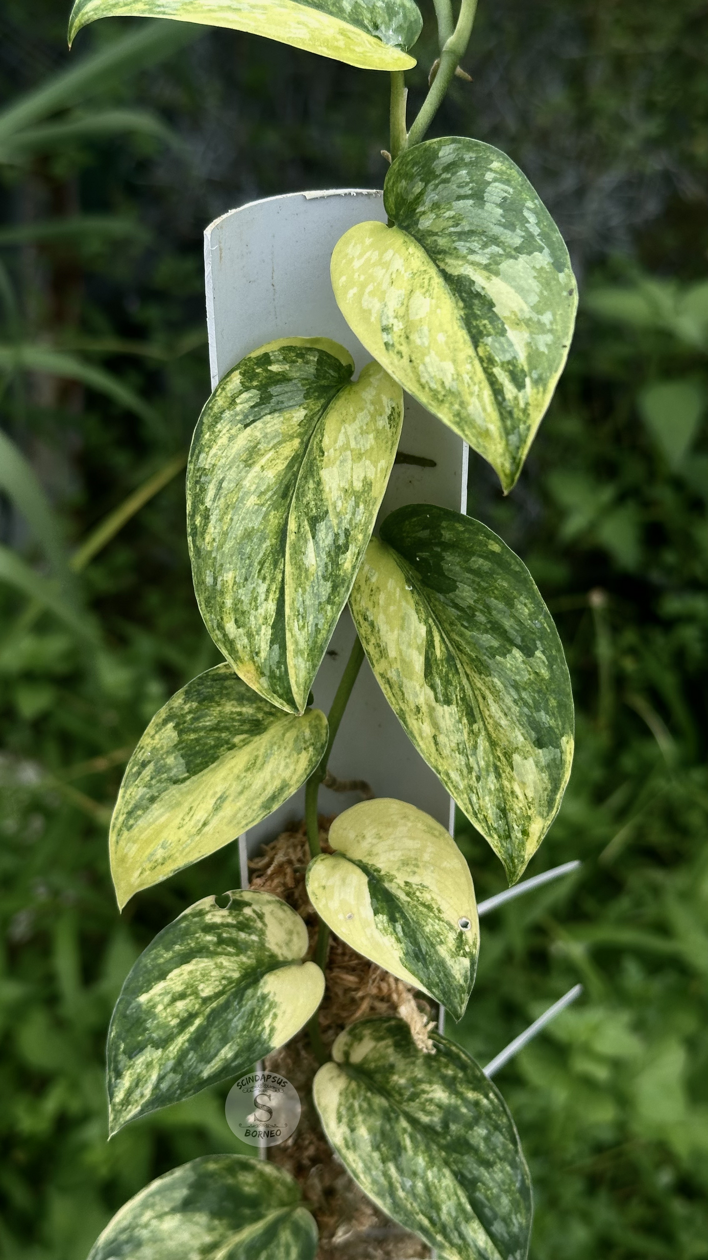 Scindapsus Rajataputra - Best Selected