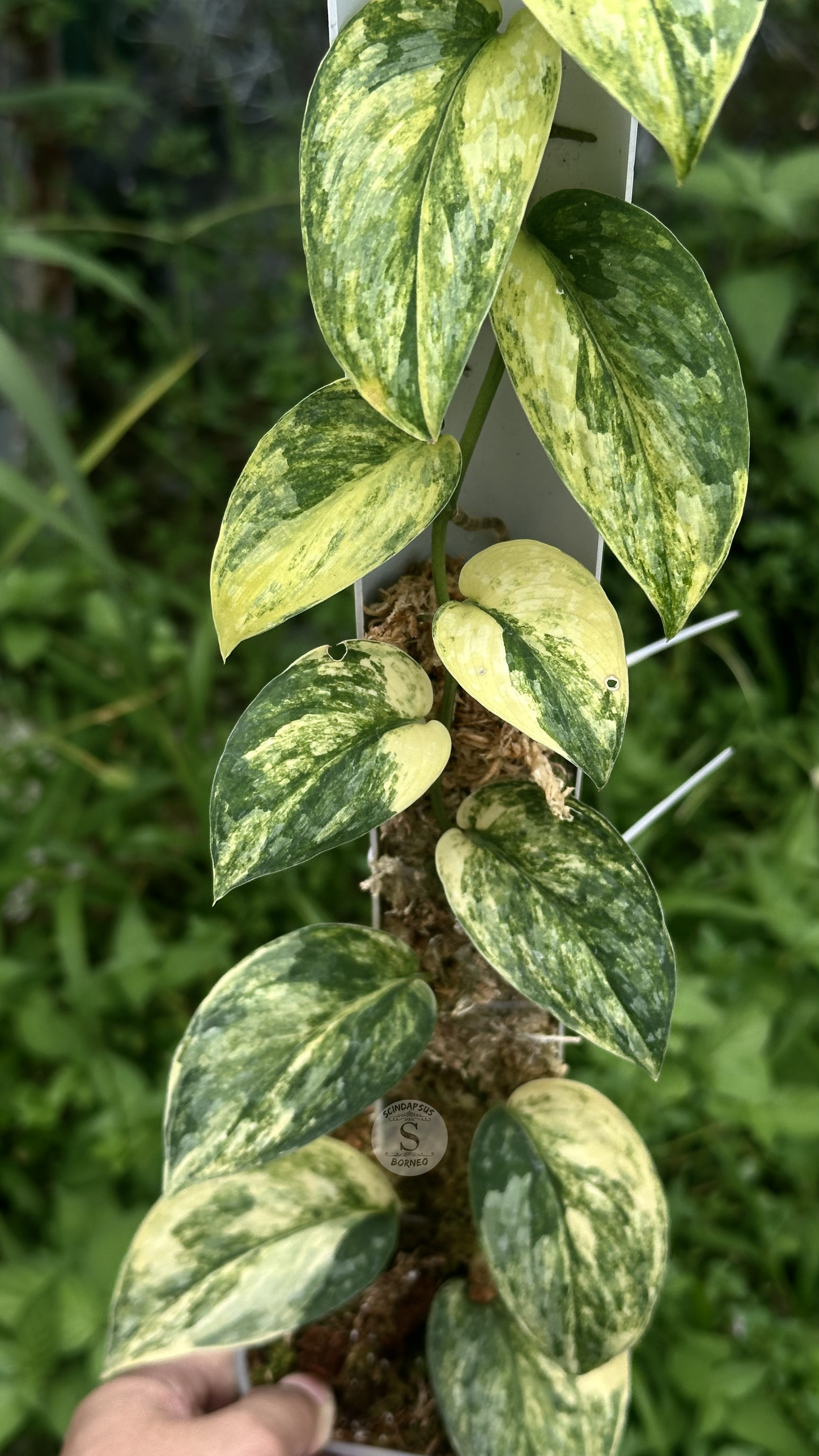 Scindapsus Rajataputra - Best Selected