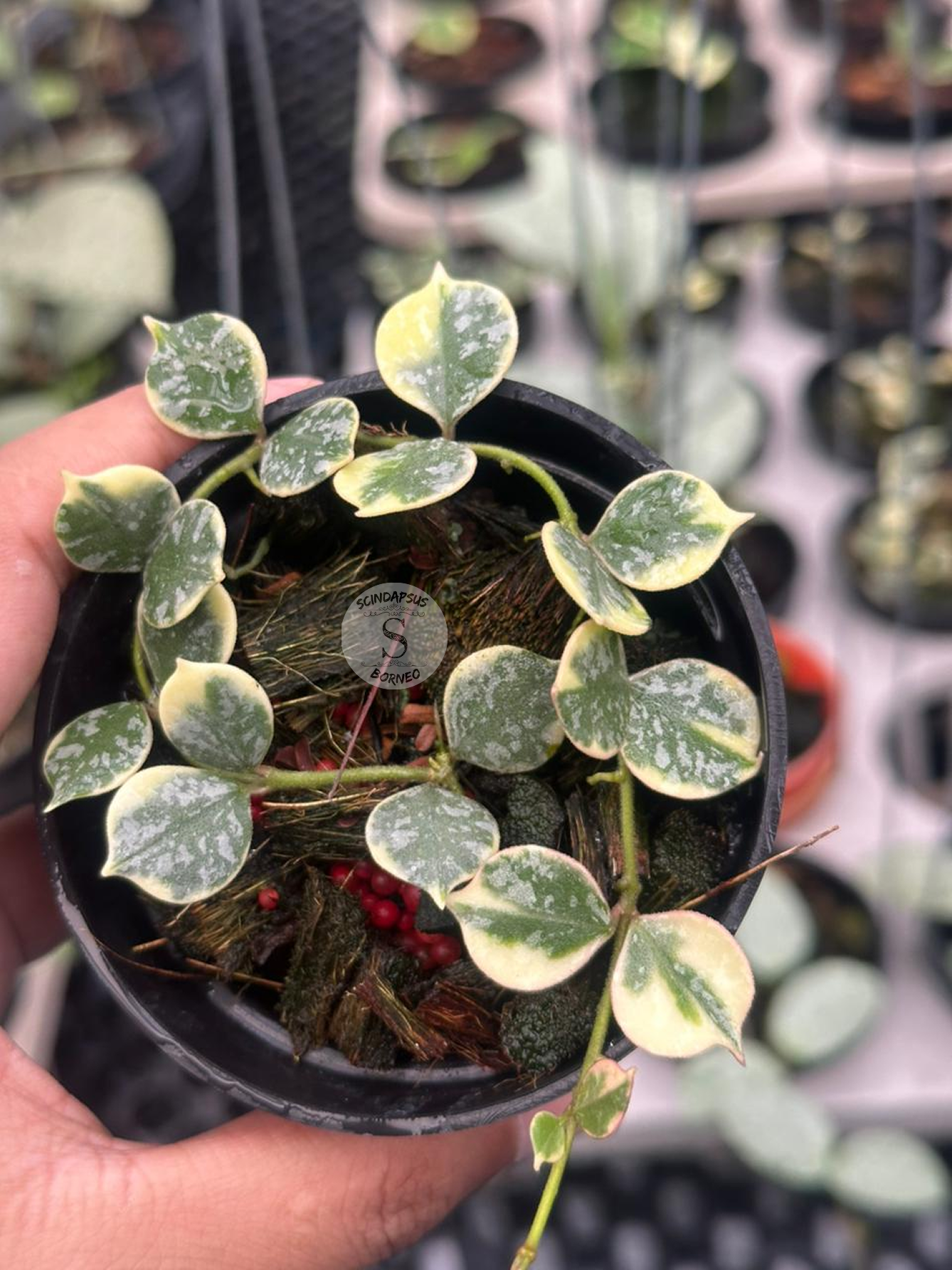 Hoya Curtisii Albo