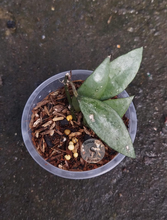 Hoya Lacunossa Snowcaps