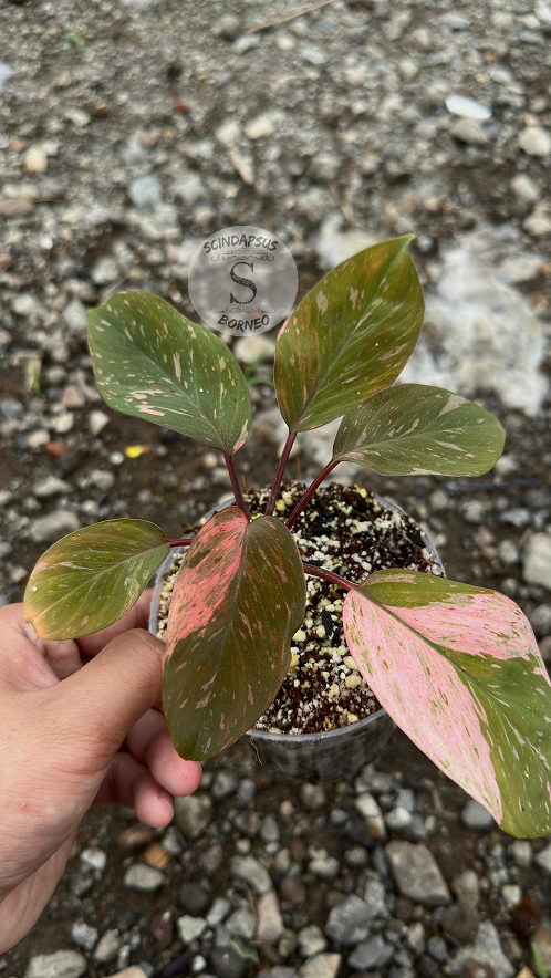 Homalomena Black Velvet Pink - Best Selected