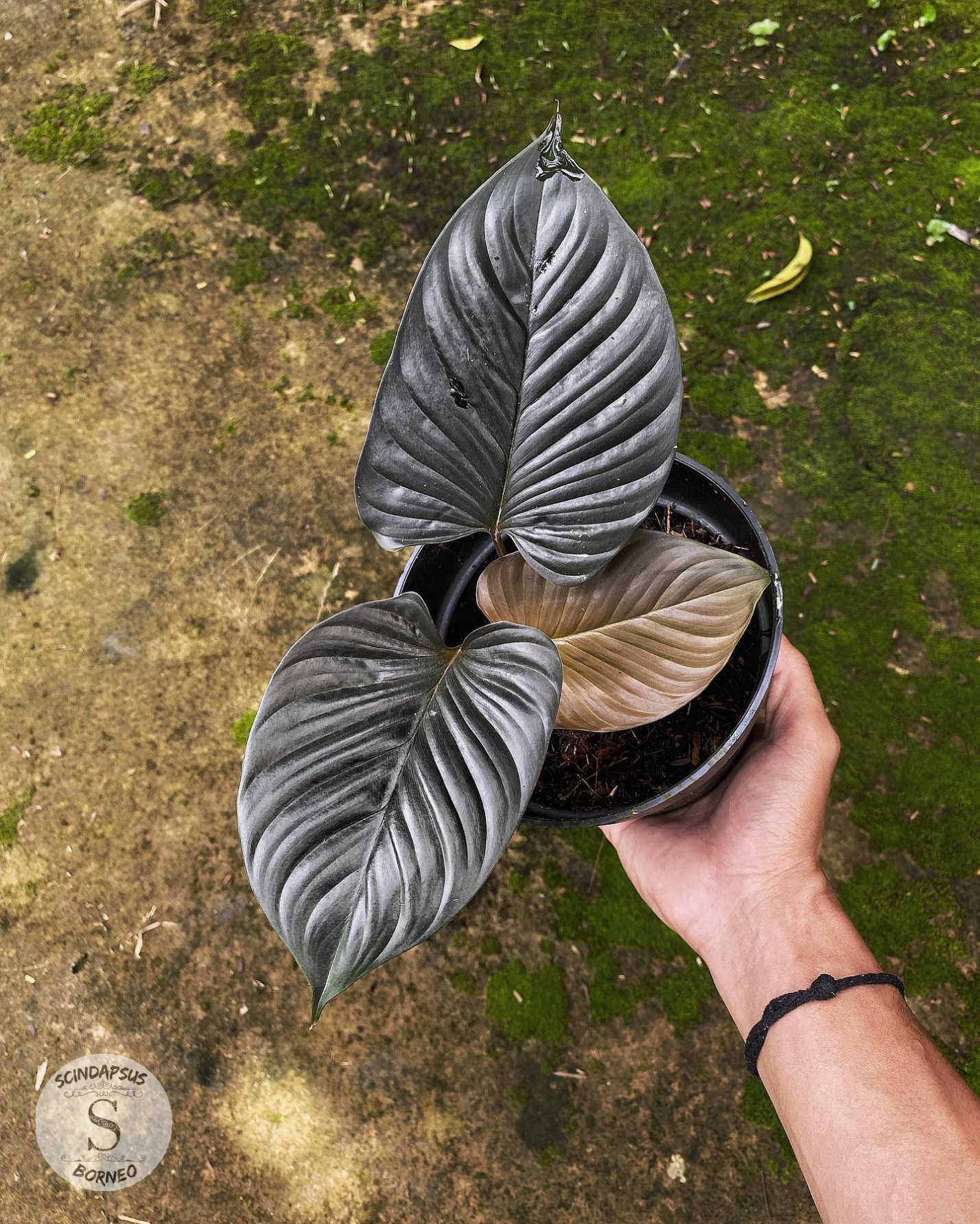 Homalomena Blackout - Package 10x