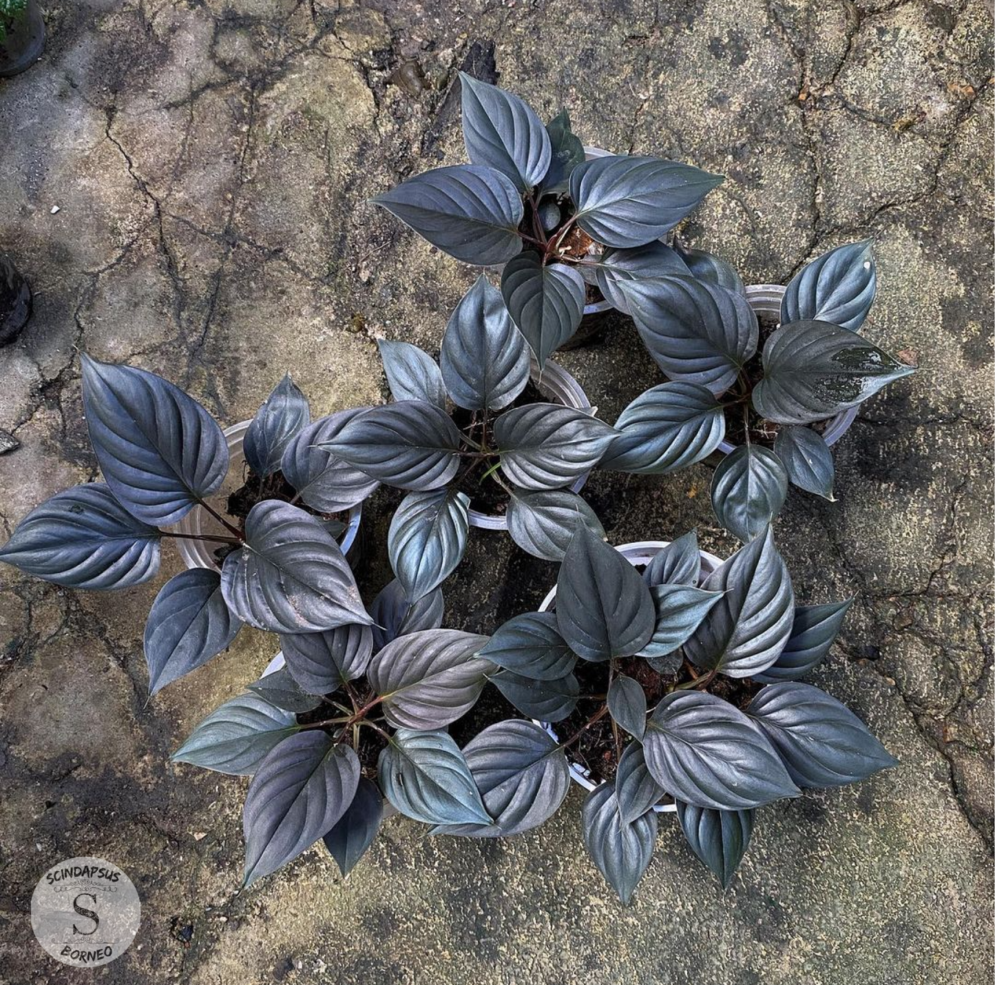 Homalomena Blackout - Package 10x