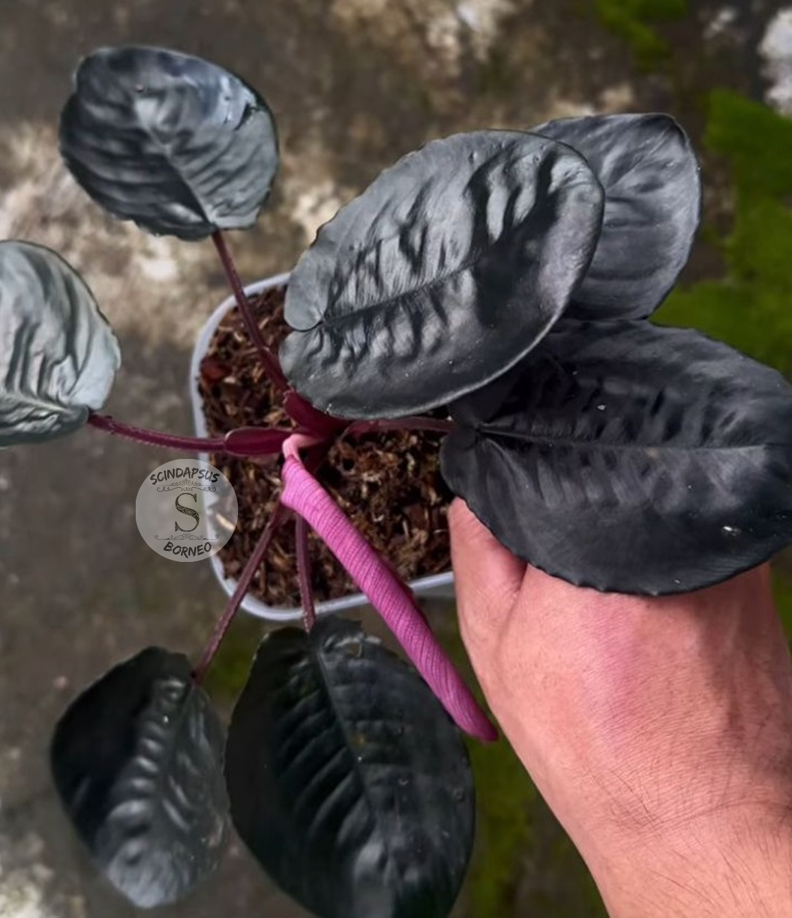 Homalomena Sismatolohi Black – Scindapsus Borneo