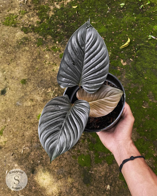 Homalomena Blackout