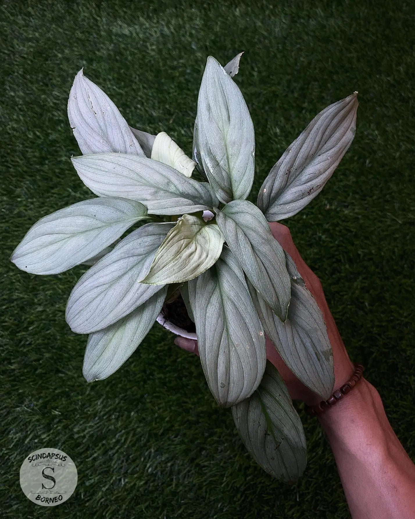 Homalomena Silver Platinum