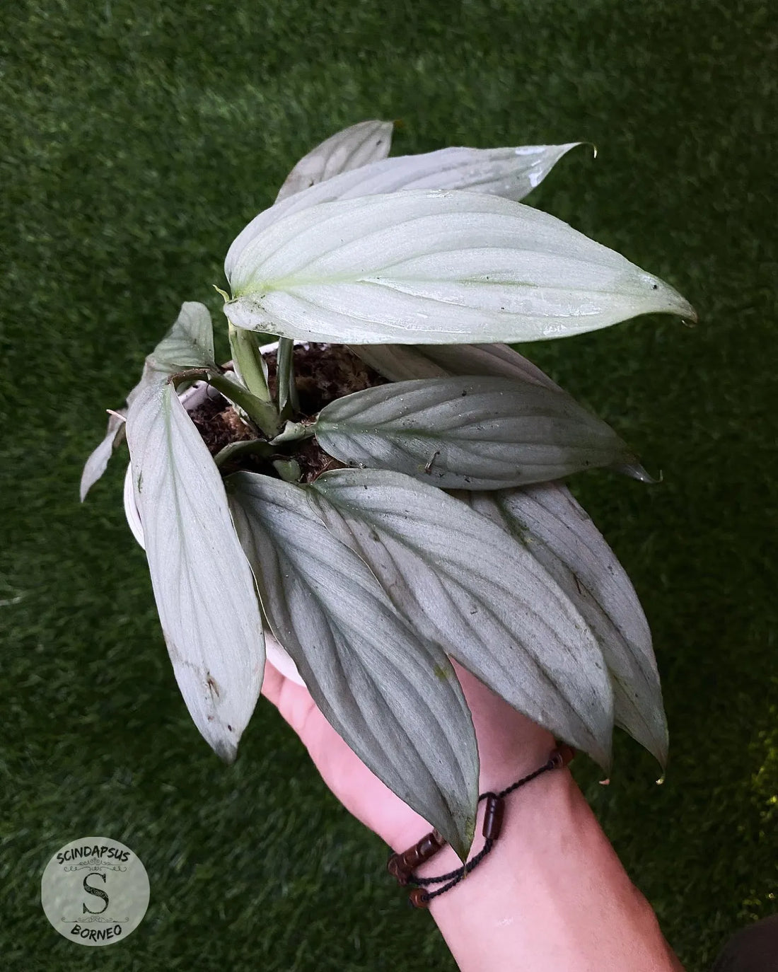 Homalomena Silver Platinum - Scindapsus Borneo